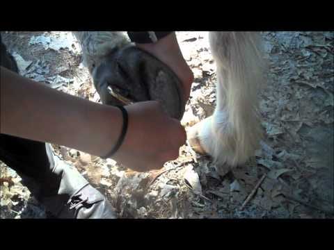 Exploring the Benefits of Barrel Horse Training