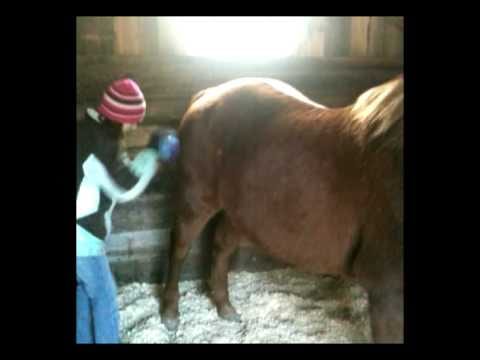 Why Should I Use Horse Blankets and Horse Boots?