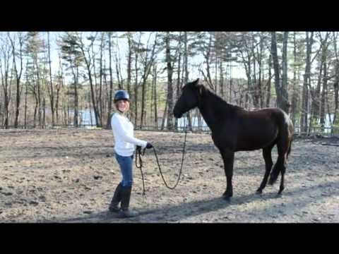 Why Are Ponies Are So Adorable?