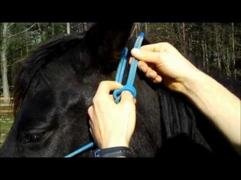 The Necessity of Horse Blankets: What You Need to Know