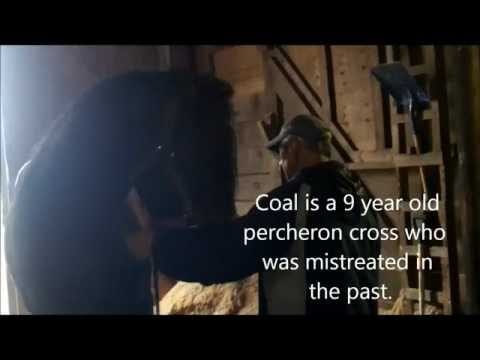 Why Is It Important to Show Your Horse Love in the Winter?