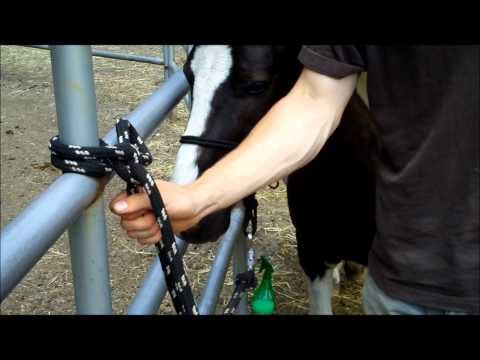 Why Leg Wraps and Horse Blankets are Handy To Have For Your Horse