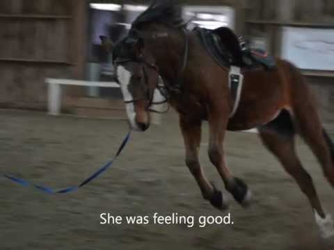 How to Secure the Reins for Lunging a Horse