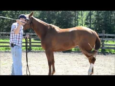 Caring for a Pony During the Winter