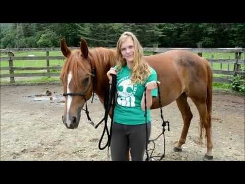 What Are the Different Types of Saddles and Horse Blankets?