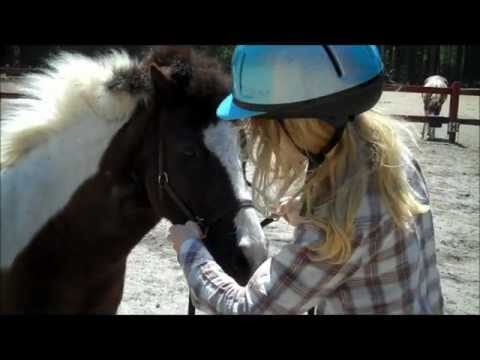 Horse Equipment: What You Need to Know Before You Buy