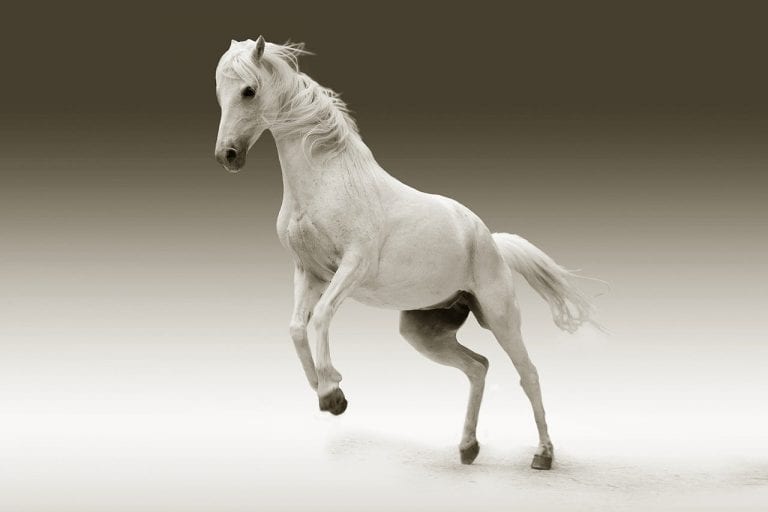 Understanding Equine Colic: Causes, Symptoms, Treatment, and Prevention