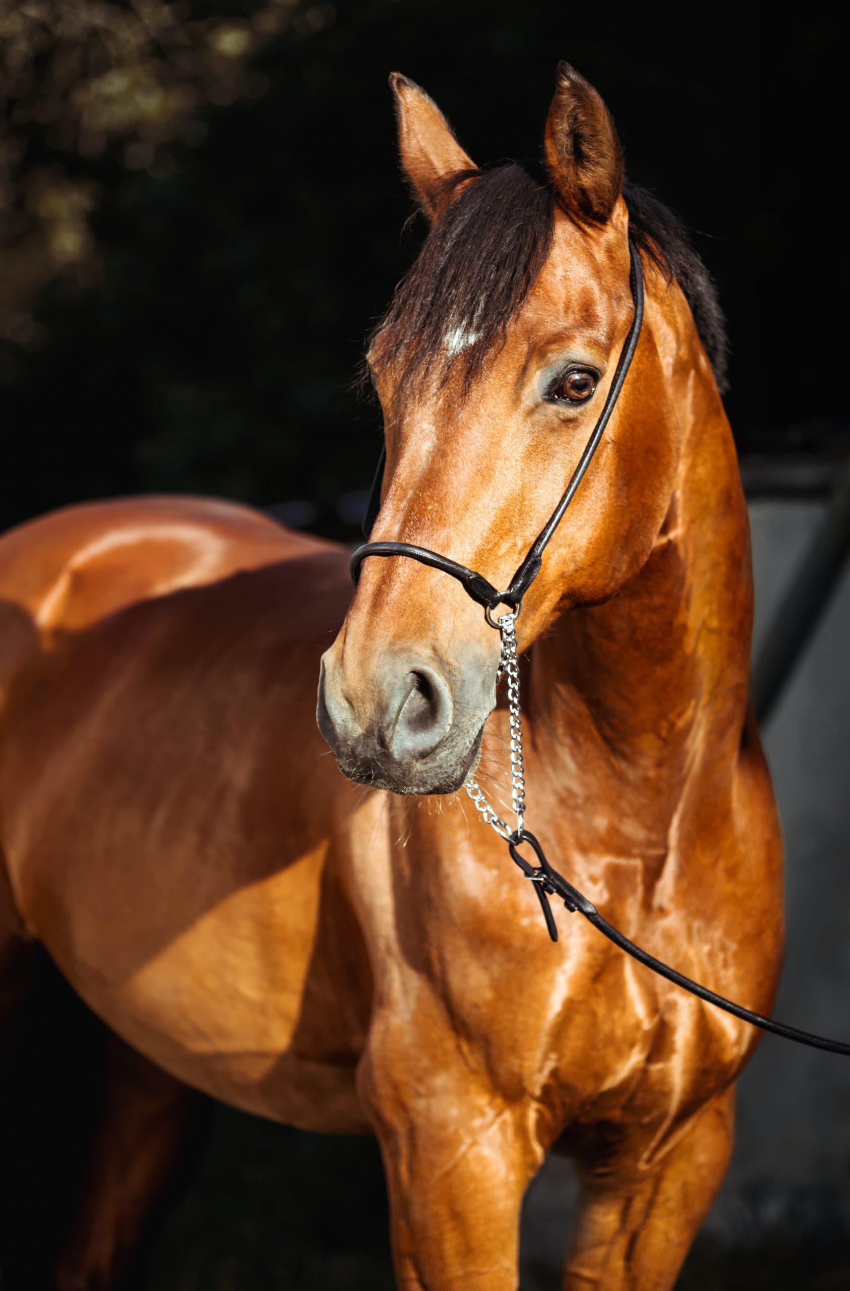 Horses With Eye Problems