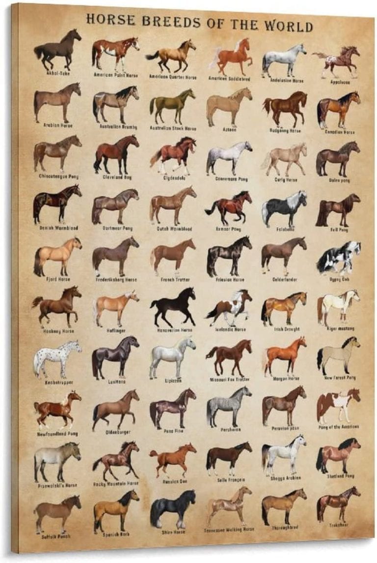 horse breeds