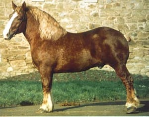 The Breton Horse