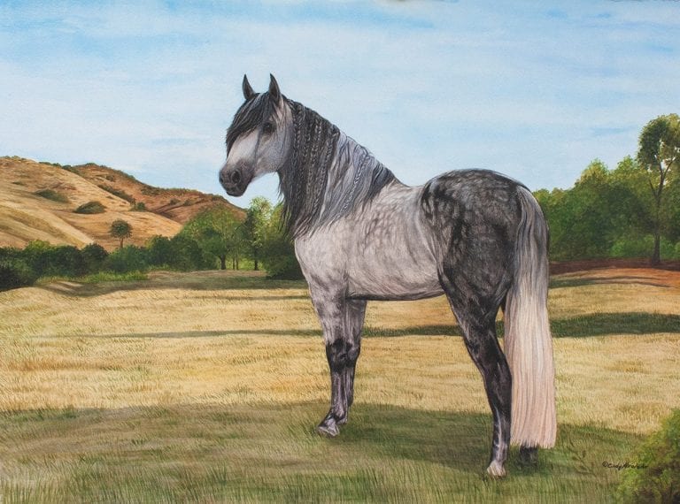 The Andalusian Horse
