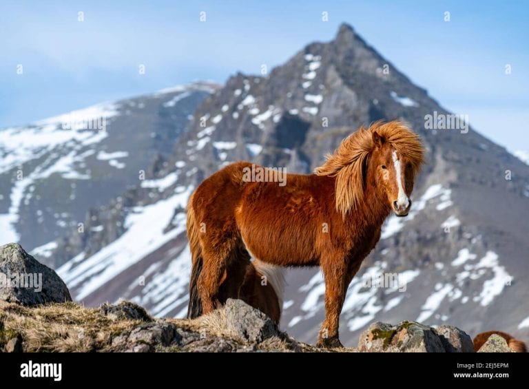 The Icelandic Horse