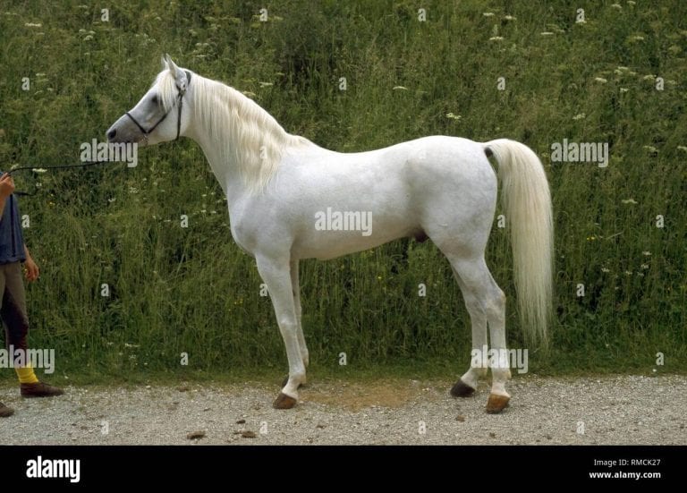 Arabian Horse