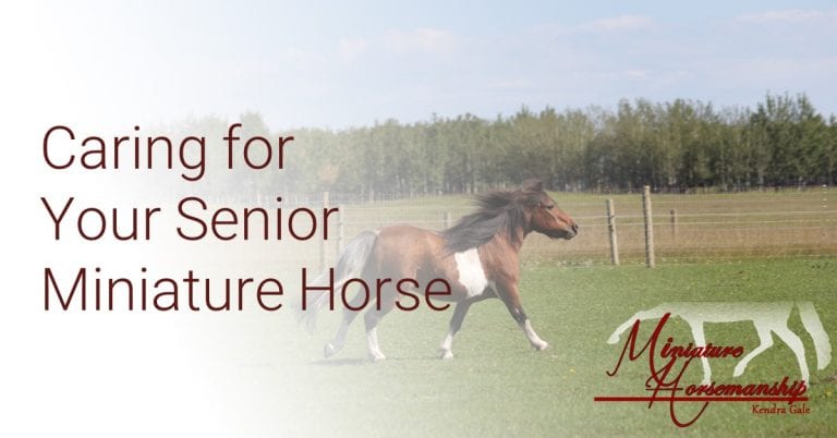 How to Care For a Mini Horse