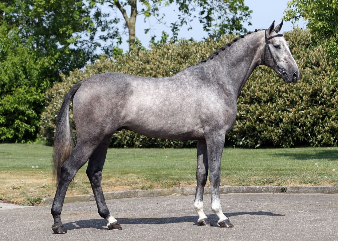 Horse Breeds - Dutch Warmblood