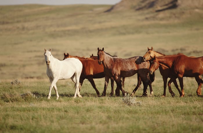 What Horses Are Native to North America?