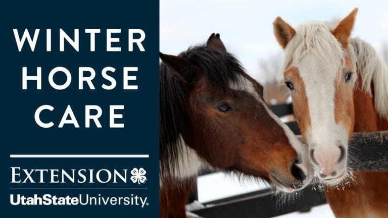 horse care winter