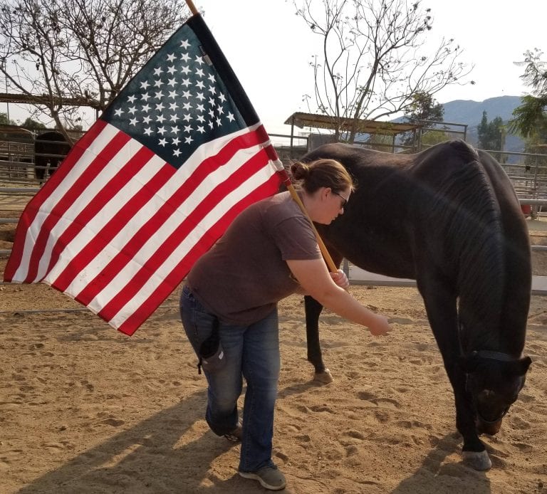 A Horse Training Flag Is a Handy and Easy-to-Use Tool