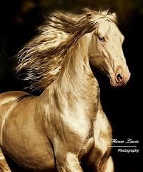 Lusitano Horse
