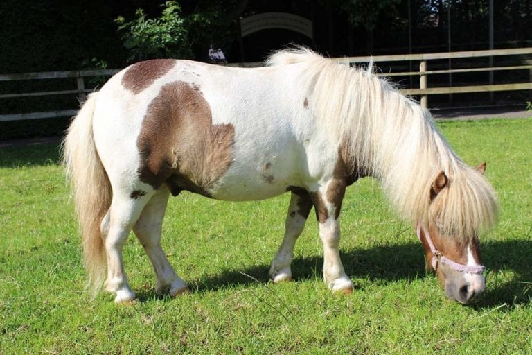 The Shetland Pony