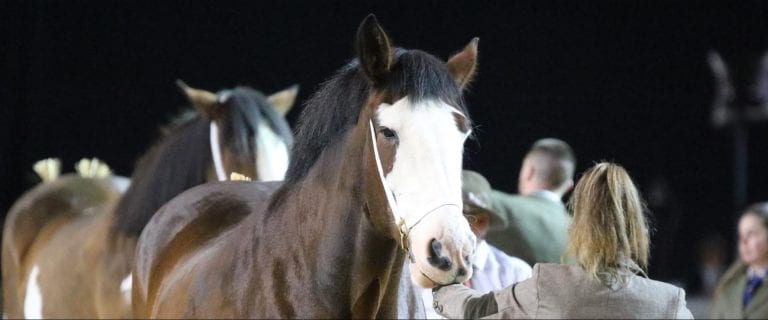 Clydesdale Horse