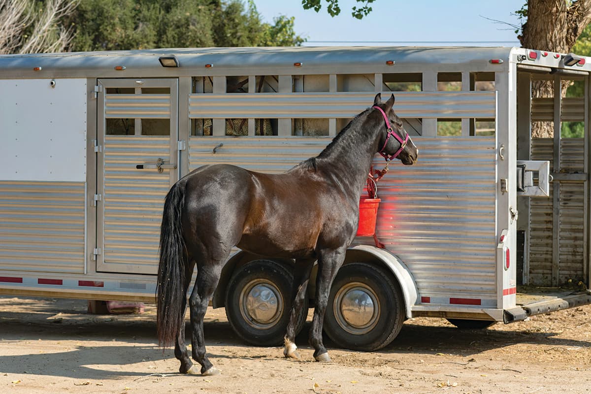 Tips for Buying a Horse Trailer