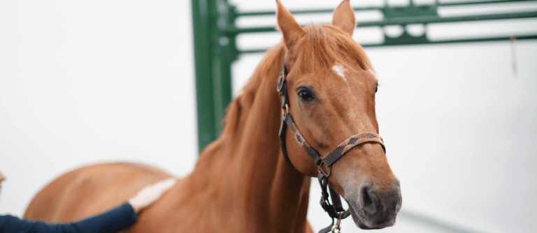 What is Colic in Horses?