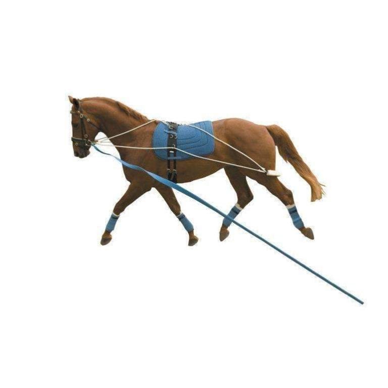Ultimate Guide to Horse Training Equipment: Expert Tips & Recommendations