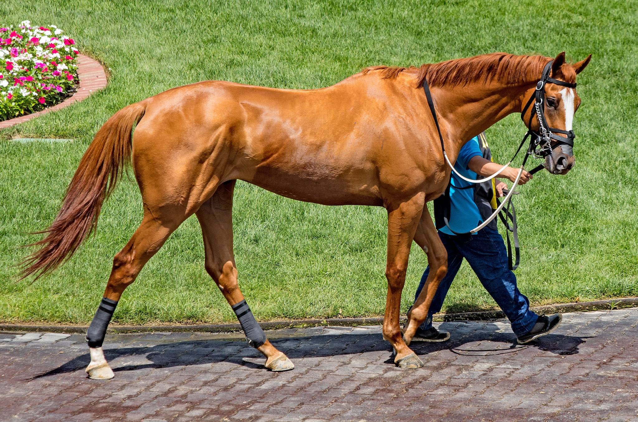 Horse Breeds - A Thoroughbred's Guide to Equine Varieties