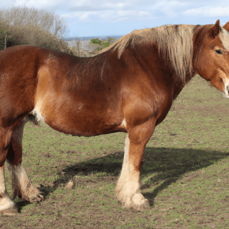 Irish Draught Horse