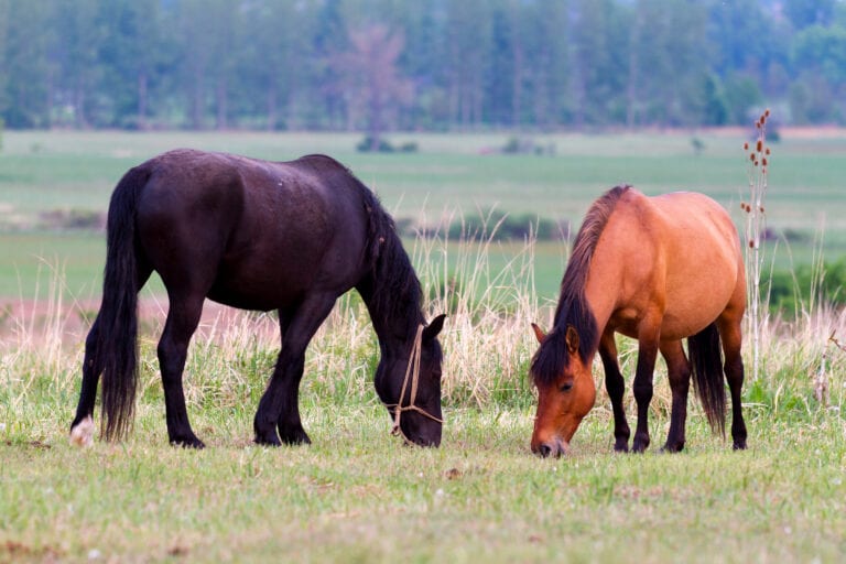 What is the Cost of Horse Ownership
