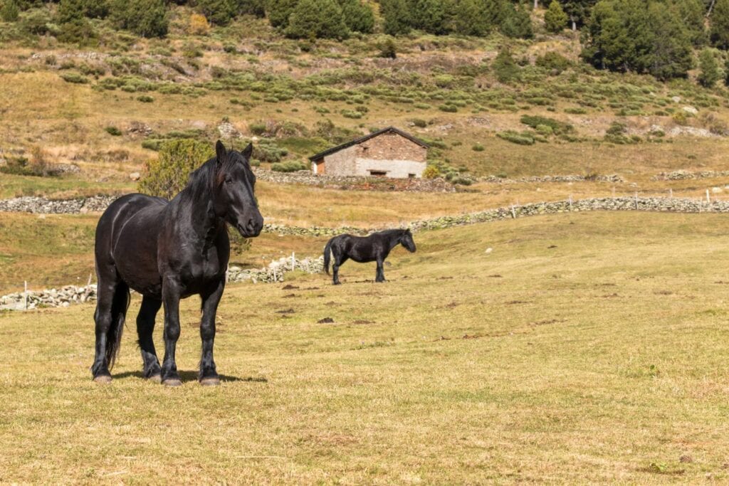 What is the Cost of Horse Ownership