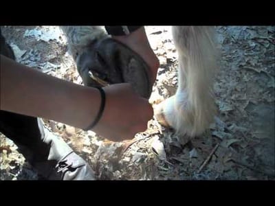 Exploring the Benefits of Barrel Horse Training