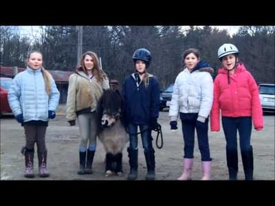 Grooming Your Horse: Tips and Tricks