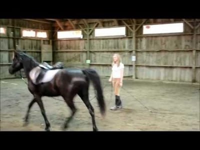 Training a Spooky Horse: Tips and Tricks