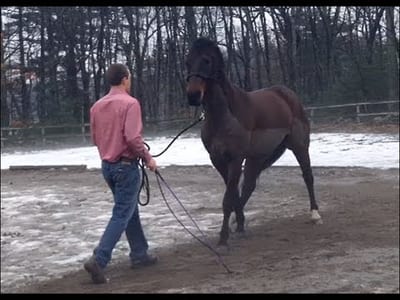 What Are the Best Ways to Back Up a Horse with More Energy?