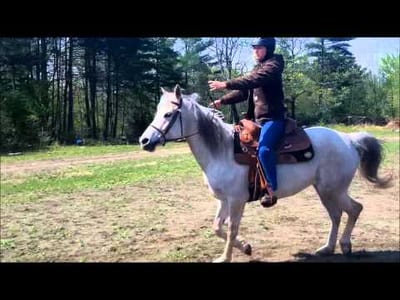 Common Sense Horse Training – How To Slow Down Your Horse