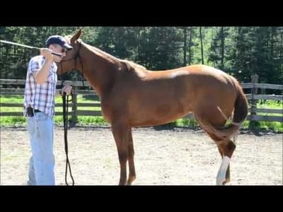 Caring for a Pony During the Winter