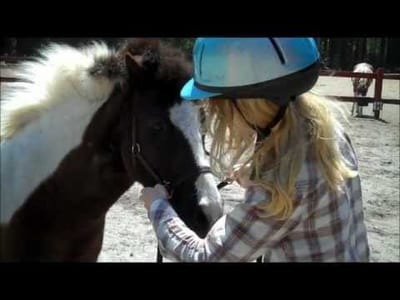 Horse Equipment: What You Need to Know Before You Buy