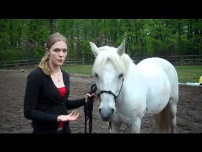Horse Training – Four Lessons to Teach Your Horse
