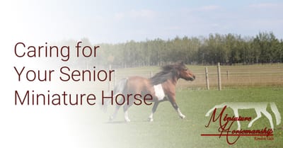 How to Care For a Mini Horse