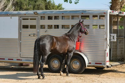 Tips for Buying a Horse Trailer