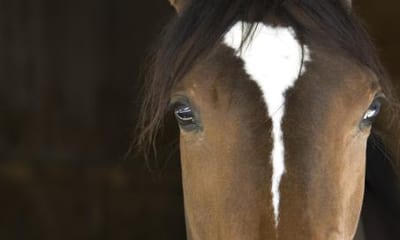 How Long Do Horses Live?