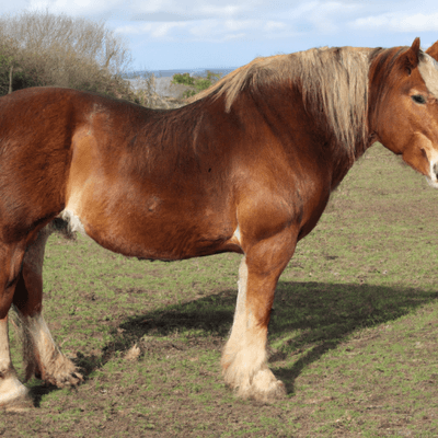 Irish Draught Horse