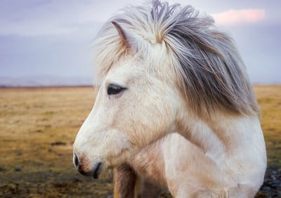 Buying a Horse: Essential Tips for First-Time Buyers