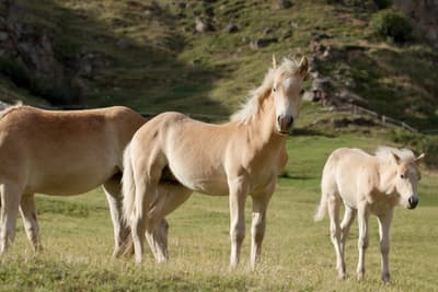 What is the Cost of Horse Ownership