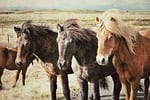 horses in a pasture