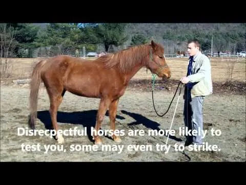 The Different Types of Fly Sheets