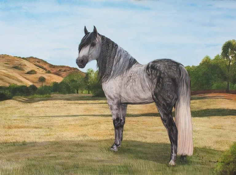 The Andalusian Horse