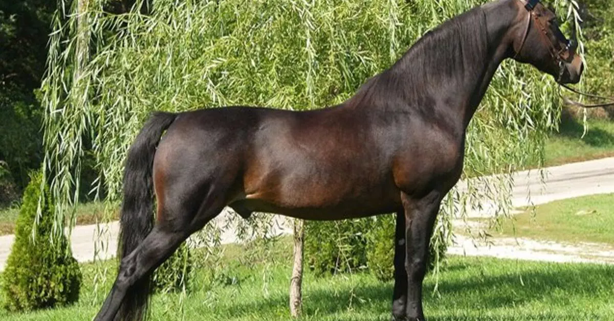 The Morgan Horse